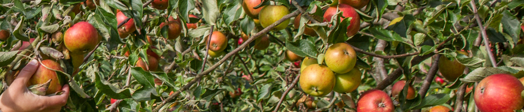 apples ready to be picked