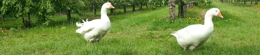 geese
