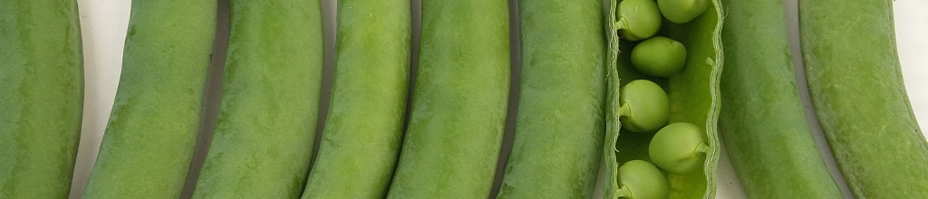 picked beans